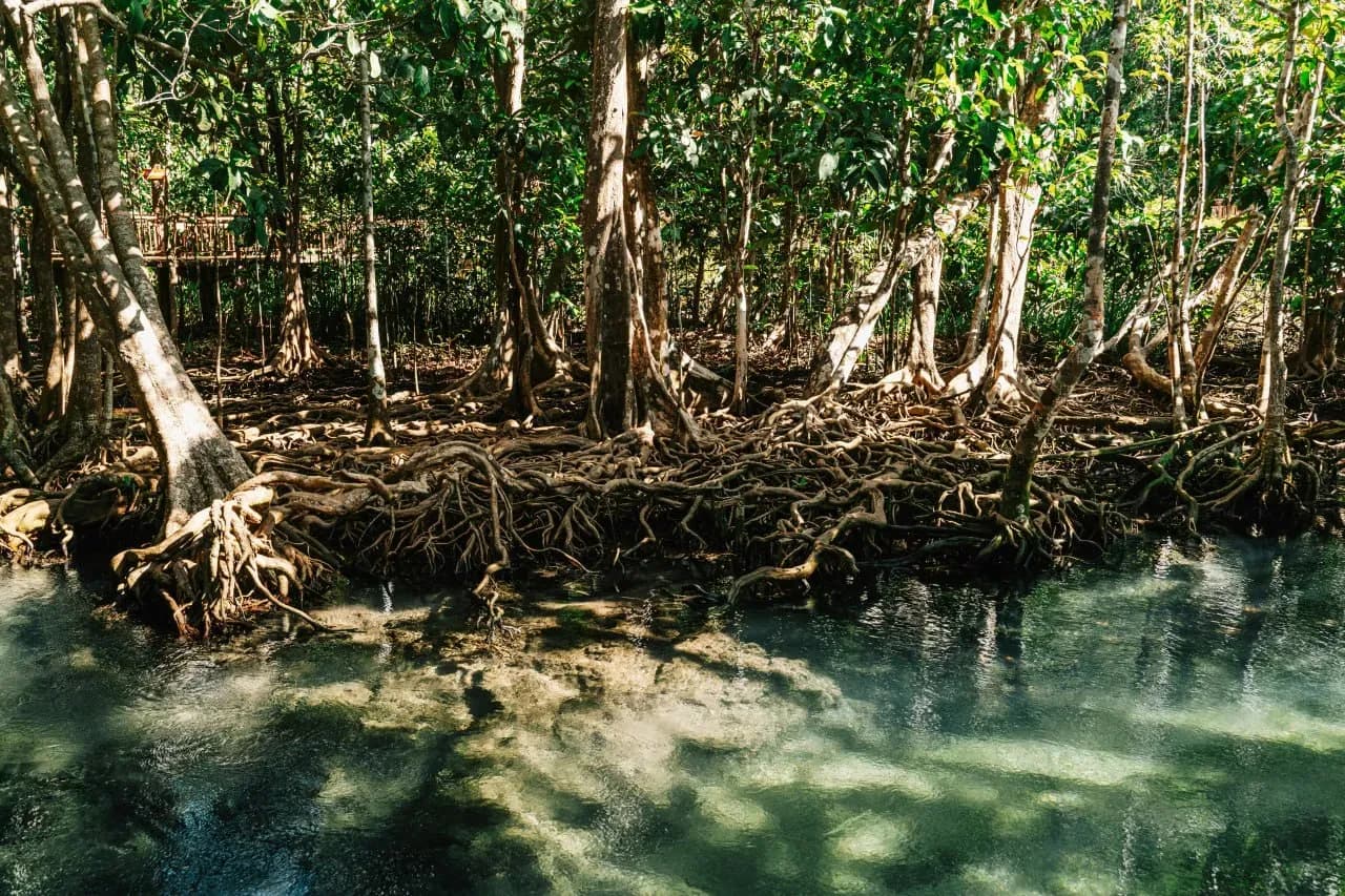 Мангровые заросли и водные каналы Саманы для экскурсий по природным паркам Доминиканы.
