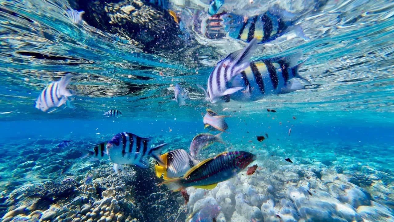 Подводный мир Красного моря с яркими тропическими рыбами, сноркелинг у коралловых рифов, прозрачная морская вода, морские обитатели Египта, дайвинг и подводные экскурсии, разноцветные рыбы среди кораллов, подводное путешествие, живописный коралловый риф, отдых на море с погружением, экзотическая морская природа