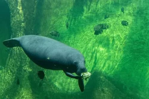 Дюгонь в прозрачной воде среди морской травы и рыб в подводном мире Красного моря.