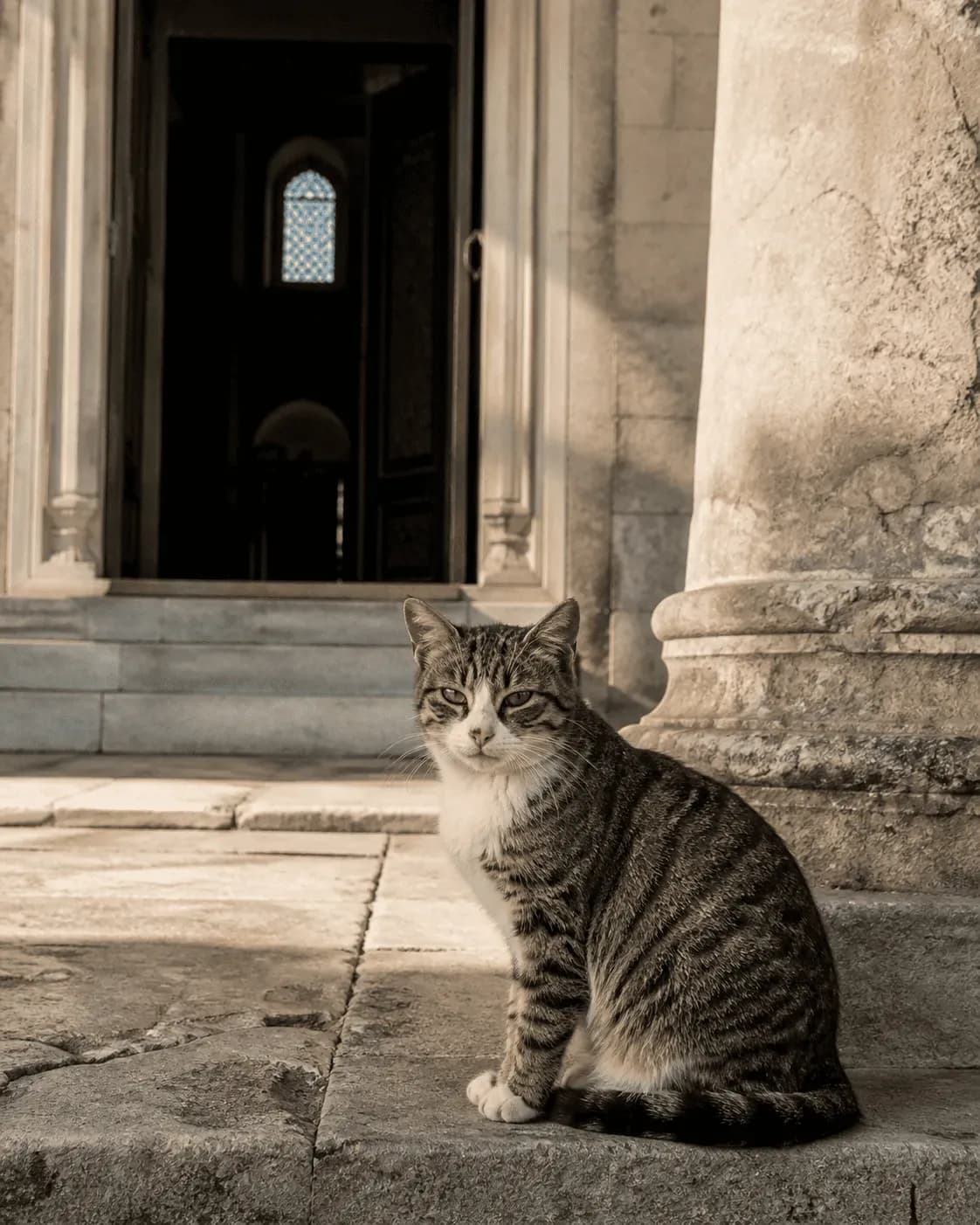 Улица с котом Турция