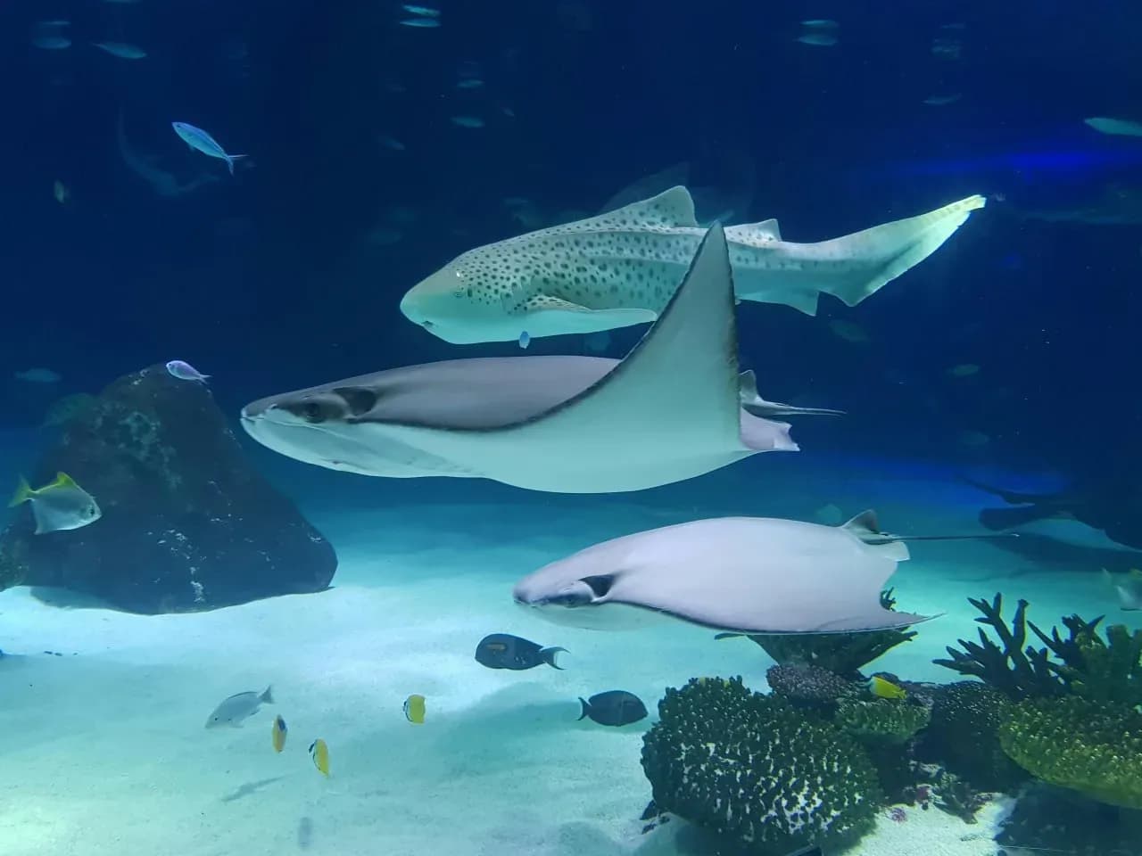 SeaWorld Abu Dhabi на острове Яс с морскими обитателями, аквариумами и семейными развлечениями в Абу-Даби.