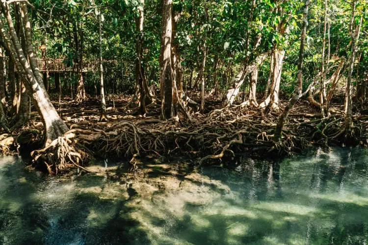 Мангровые заросли и водные каналы Саманы для экскурсий по природным паркам Доминиканы.