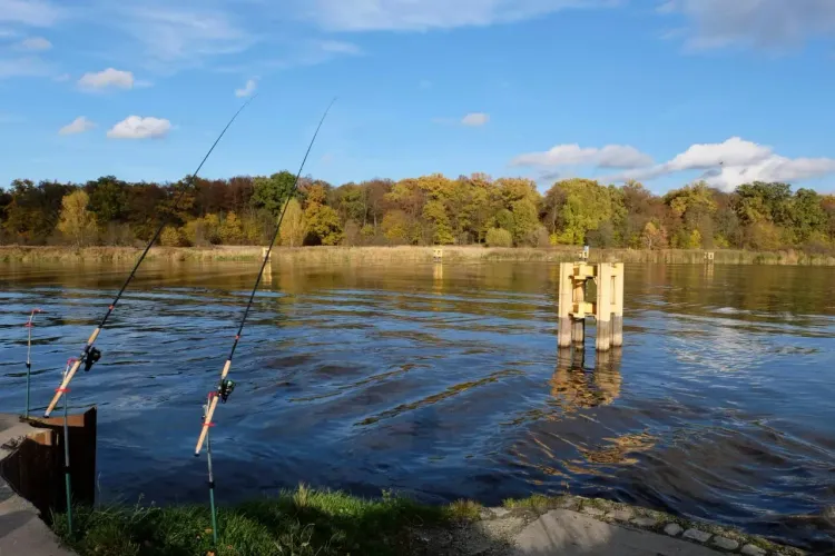 Озёрный берег с камышами и спокойной водой для рыбалки и отдыха на природе.