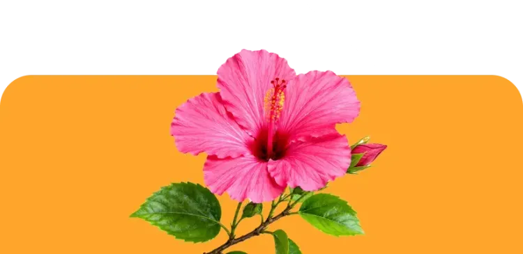 Розовый гибискус