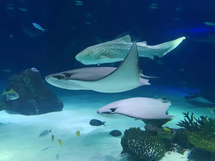 SeaWorld Abu Dhabi на острове Яс с морскими обитателями, аквариумами и семейными развлечениями в Абу-Даби.